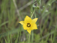 Calochortus monophyllus