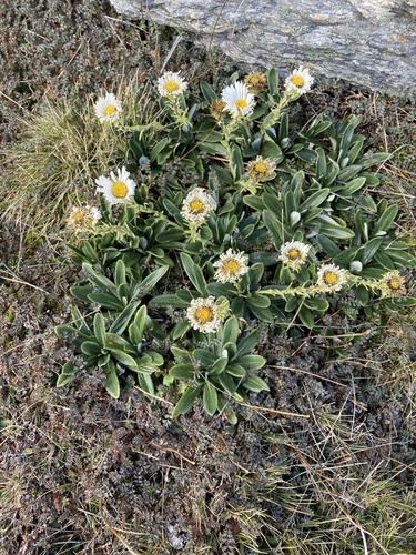 Celmisia haastii observed 2026-01-29