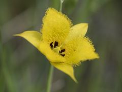 Calochortus monophyllus