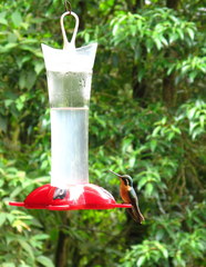 Lampornis