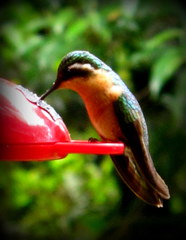 Lampornis