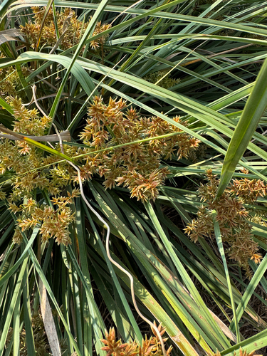 Cyperus javanicus observed 2026-01-28
