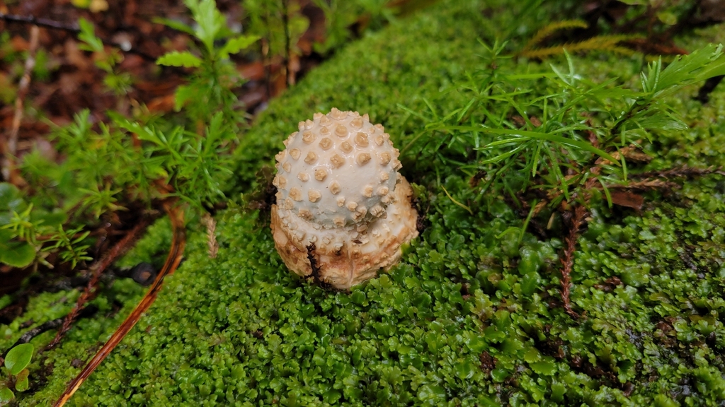 Amanita pareparina · January 2026 · photo: © s83482 (iNaturalist, cc-by)
