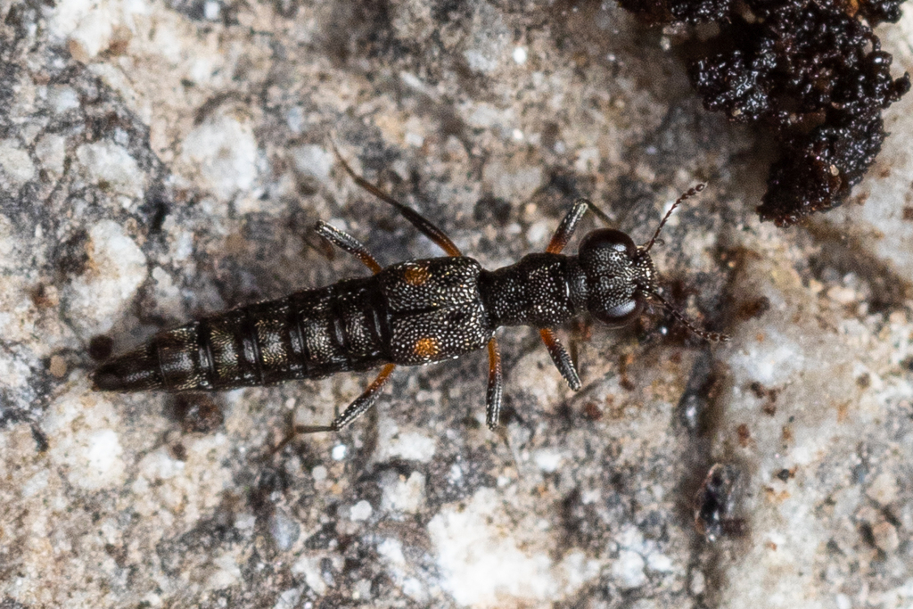 Stenus maculiger