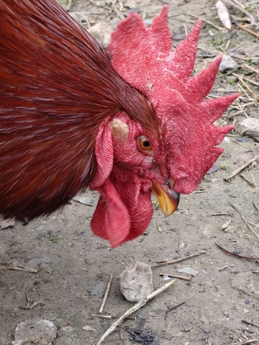 Domestic Chicken