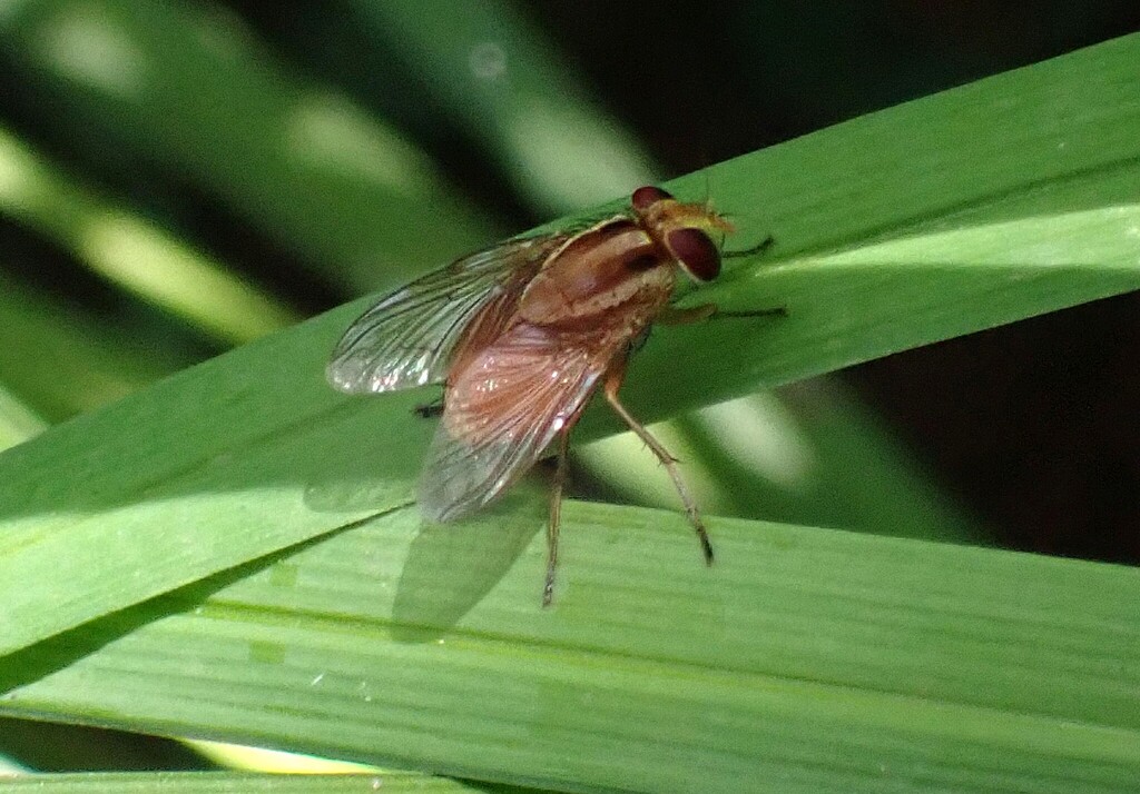 Alluaudinella bivittata