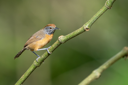 Rufous-breasted Wren (Pheugopedius rutilus), photo 7