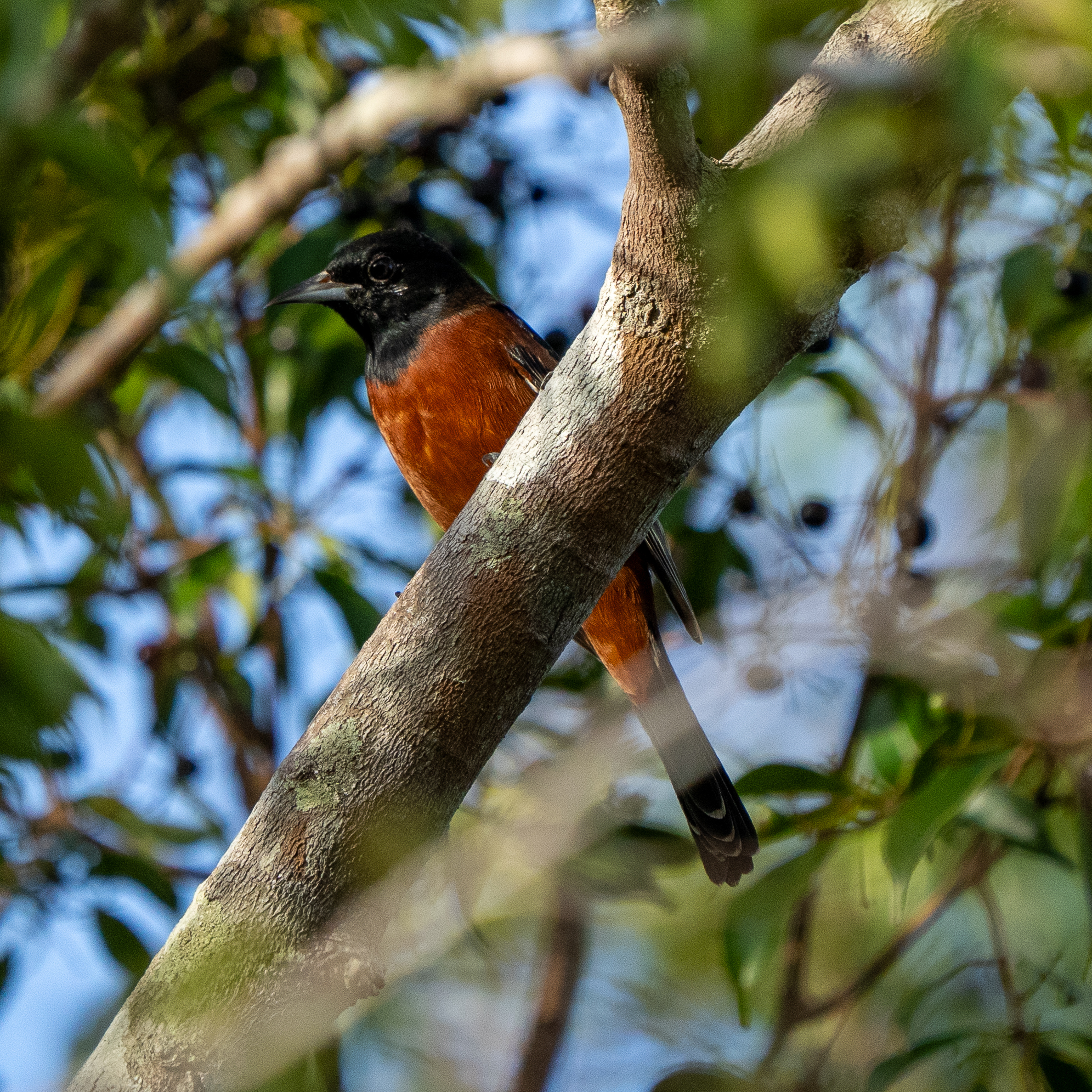 Orchard Oriole (Icterus spurius), photo 6