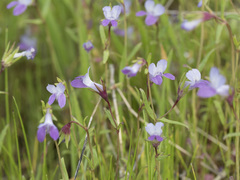 Collinsia sparsiflora collina