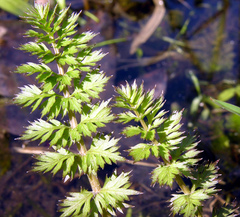 Sium latifolium