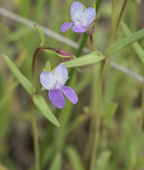 Collinsia sparsiflora collina