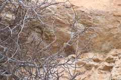 Carduelis citrinella