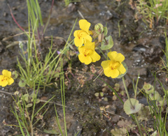 Erythranthe glaucescens