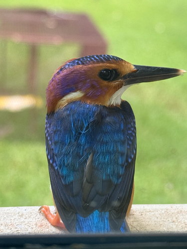 African Pygmy Kingfisher