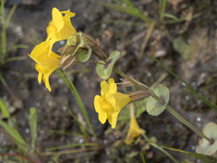 Erythranthe glaucescens