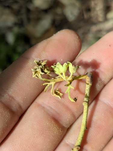 Heritiera longipetiolata observed 2026-01-18