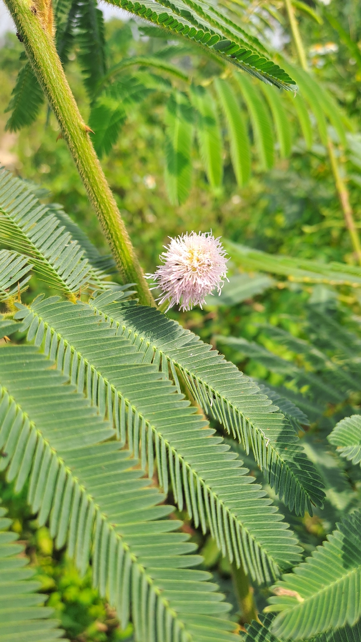 Mai dương — ảnh 3