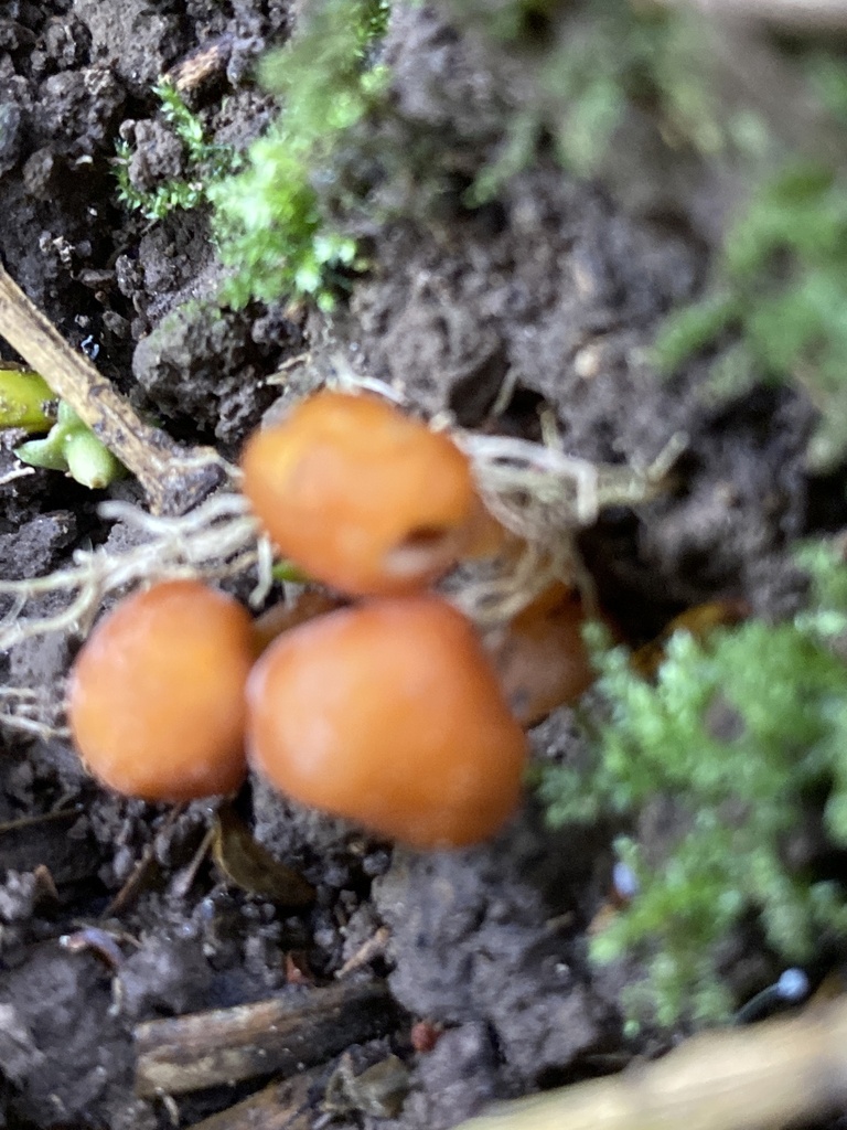 Macrocystidia reducta · January 2026 · photo: © jack12347 (iNaturalist, cc0)