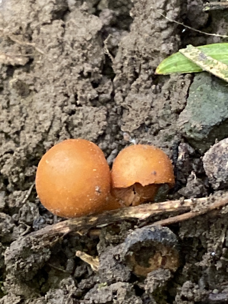 Macrocystidia reducta · January 2026 · photo: © jack12347 (iNaturalist, cc0)