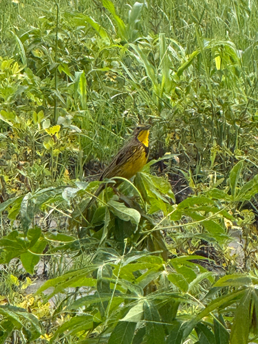 Yellow-throated Longclaw