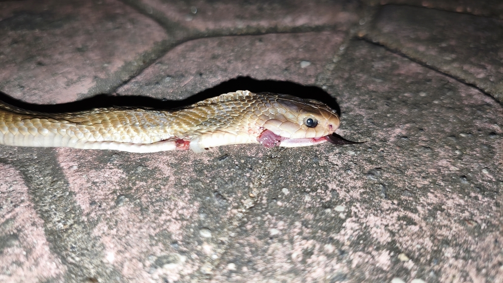 Ular kobra (Naja sputatrix)