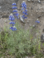 Lupinus nanus