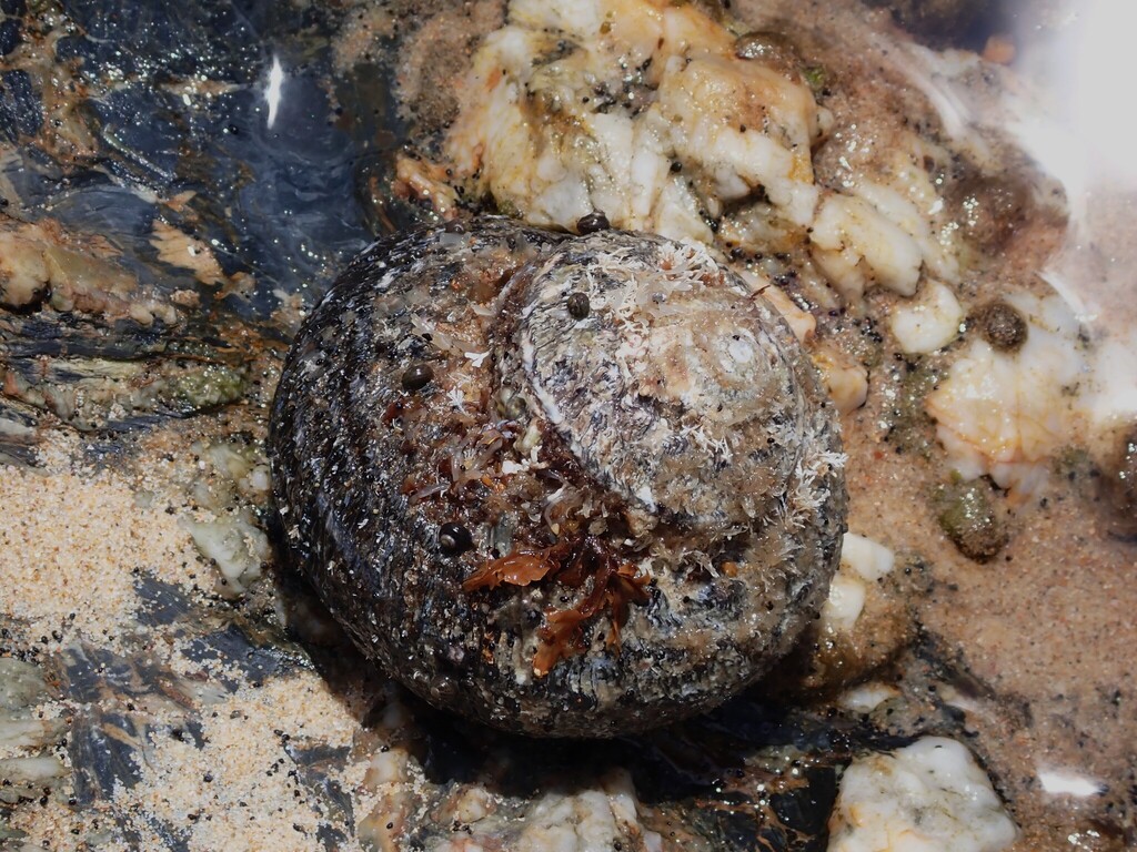 Rough turban shell from Bundagen NSW 2454, Australia on January 29 ...