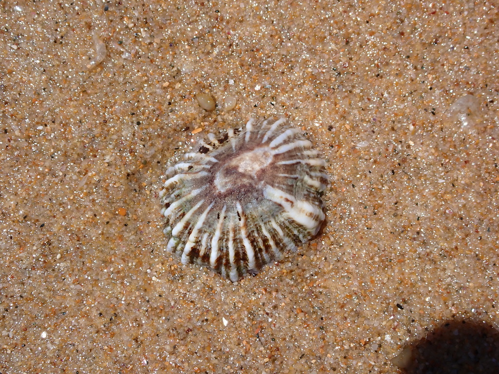 Denticulated Siphon Shell from Bundagen NSW 2454, Australia on January ...