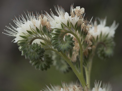 Phacelia egena