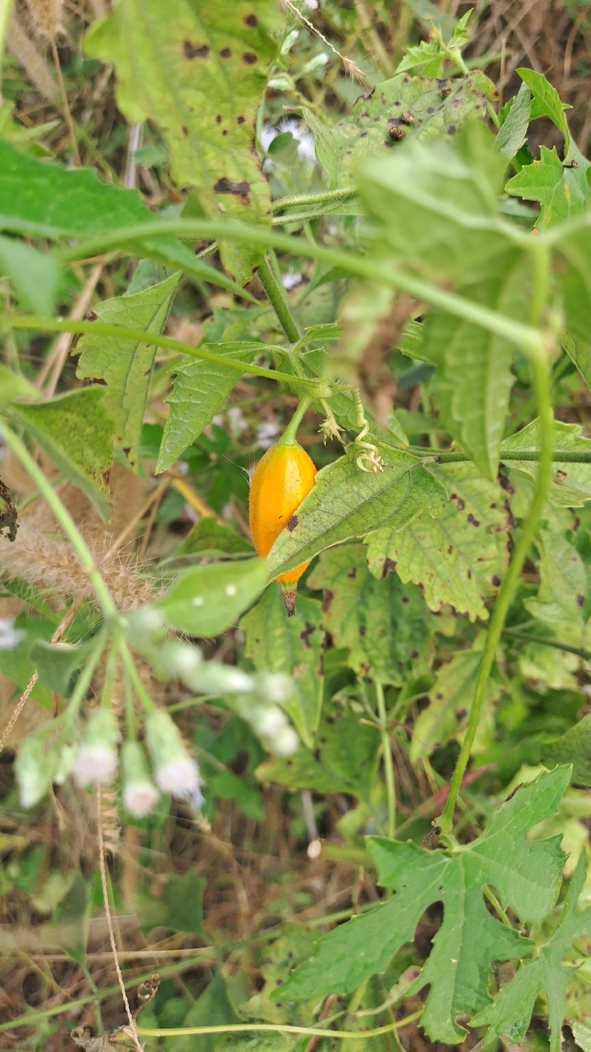 Trichosanthes costata