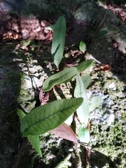 Microgramma squamulosa