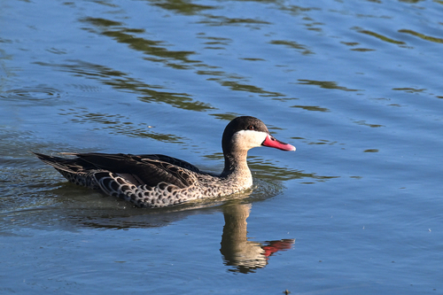 iNaturalist: (c) Maryse Neukomm, some rights reserved (CC BY-NC), uploaded by Maryse Neukomm iNaturalist image