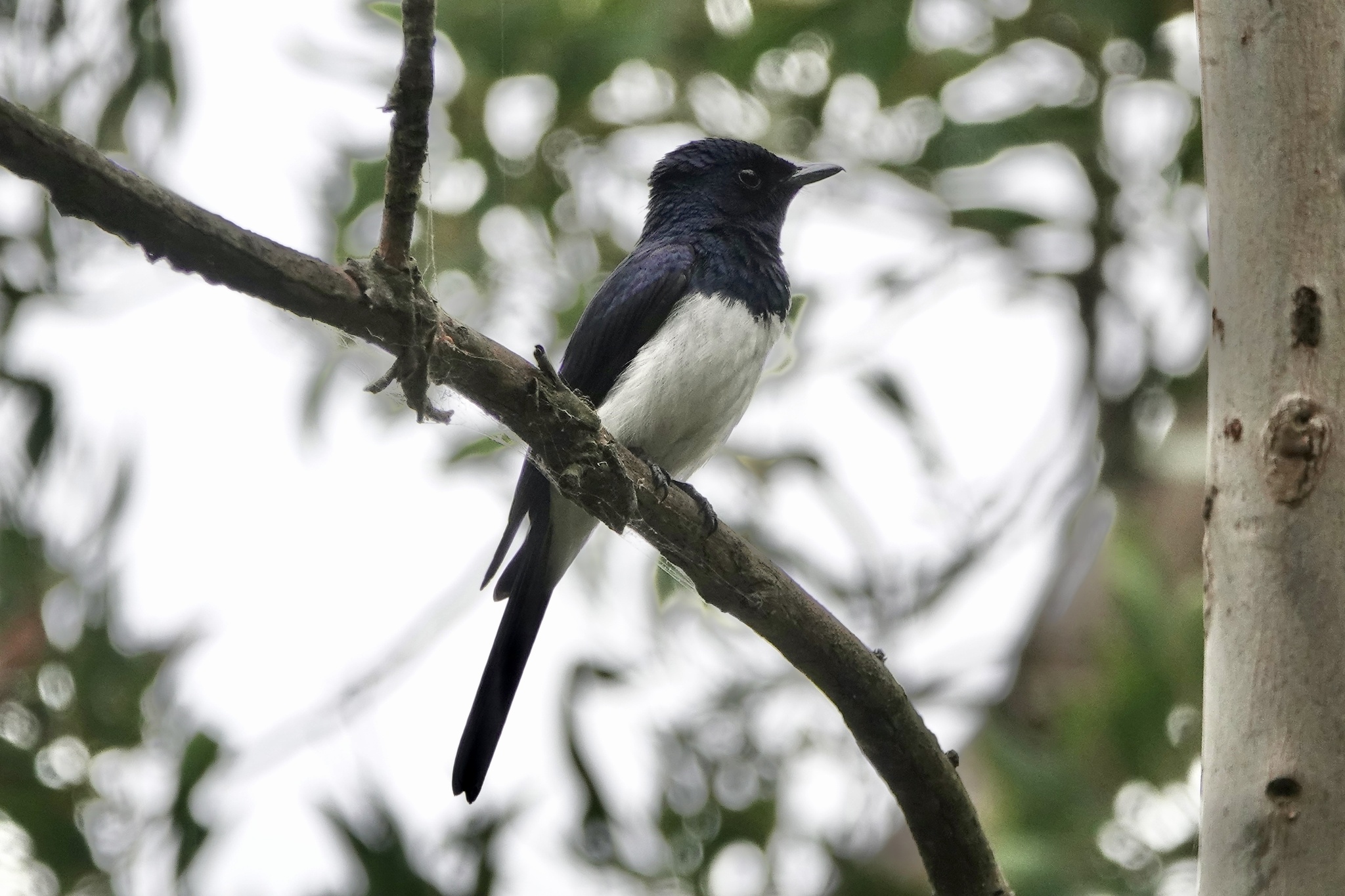 Satin Flycatcher (Myiagra cyanoleuca), photo 4