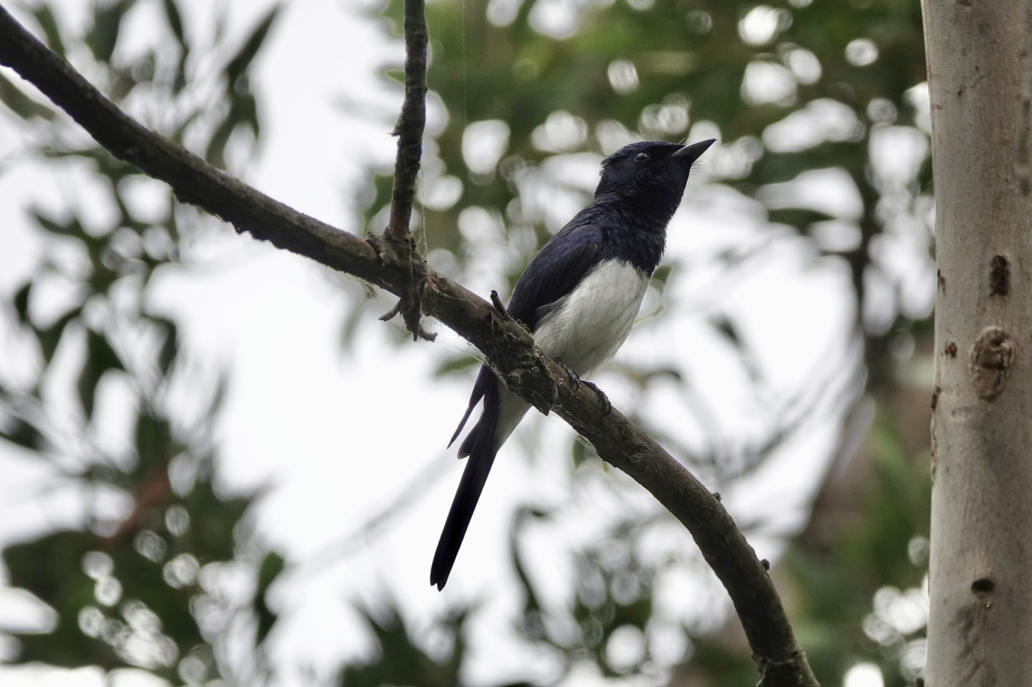 Satin Flycatcher (Myiagra cyanoleuca), photo 5