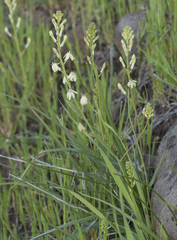 Odontostomum hartwegii