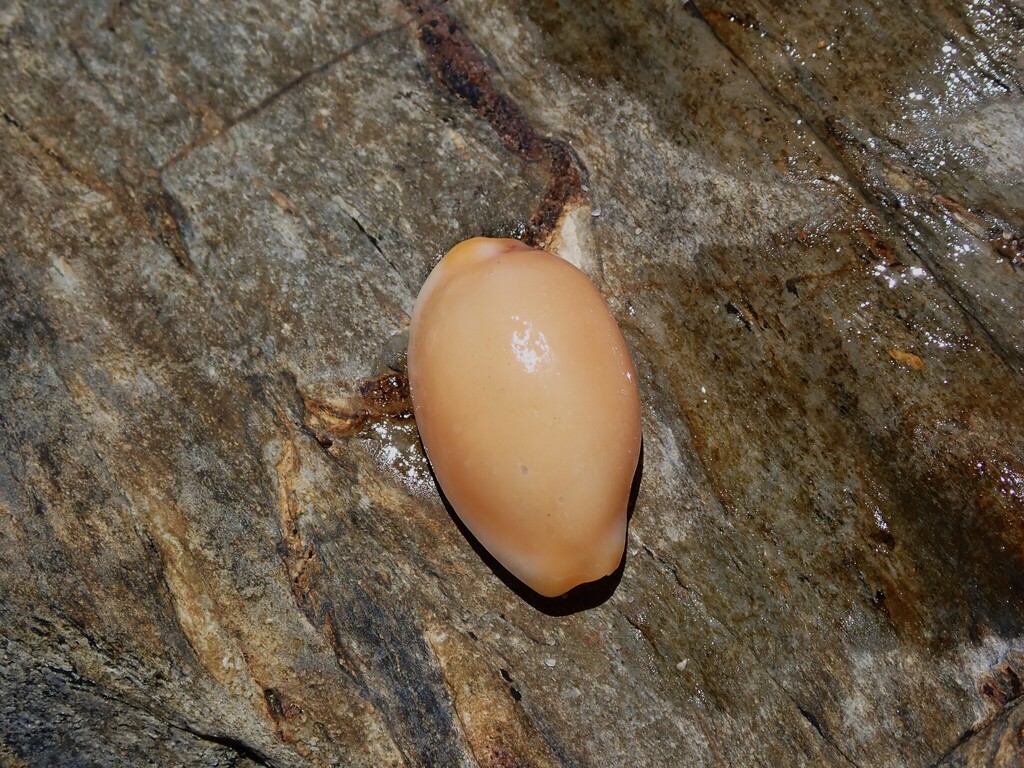 grape cowrie from Bundagen NSW 2454, Australia on January 29, 2026 at ...