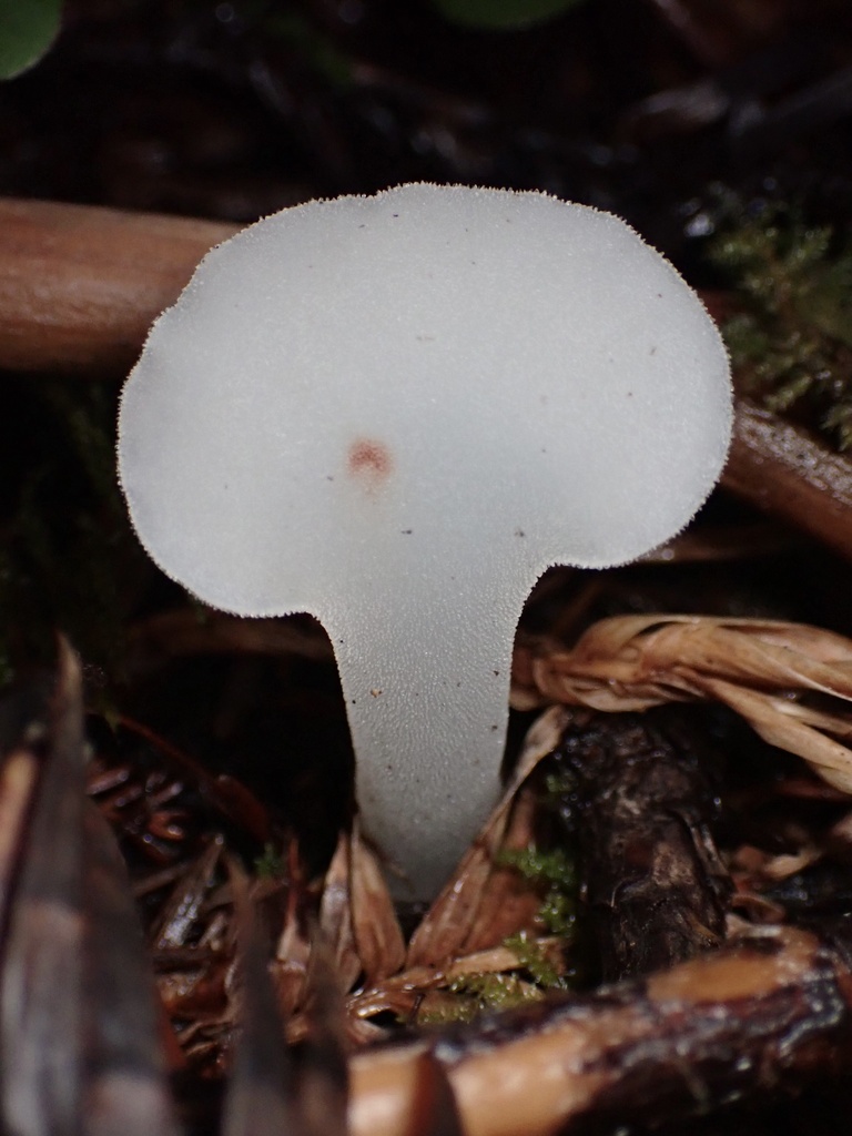 Pseudohydnum gelatinosum · November 2025 · photo: © chilipossum (iNaturalist, cc-by)