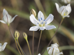 Triteleia lilacina