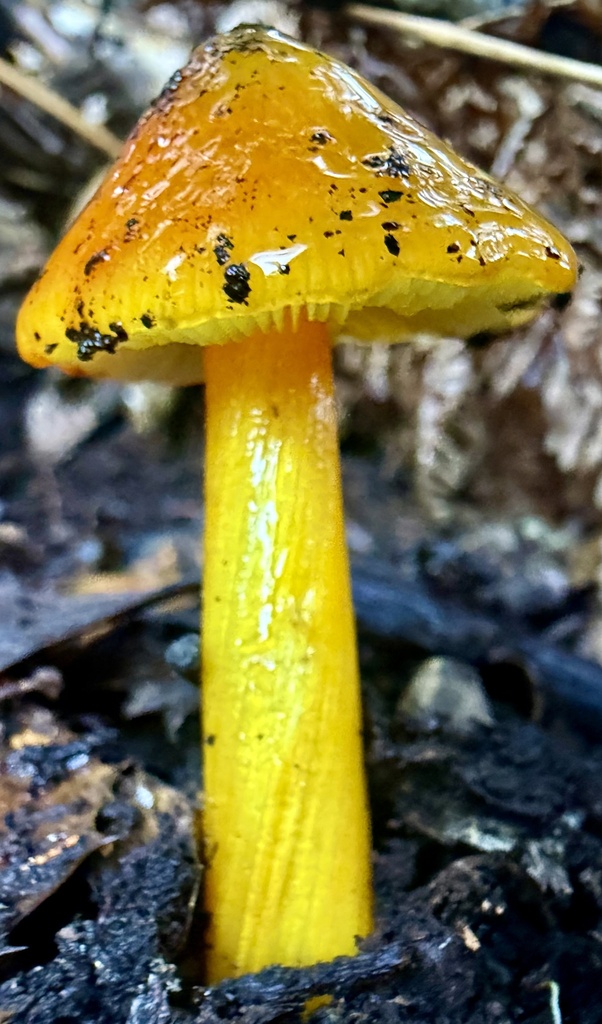 Hygrocybe singeri · January 2026 · photo: © hllrnnr (iNaturalist, cc0)