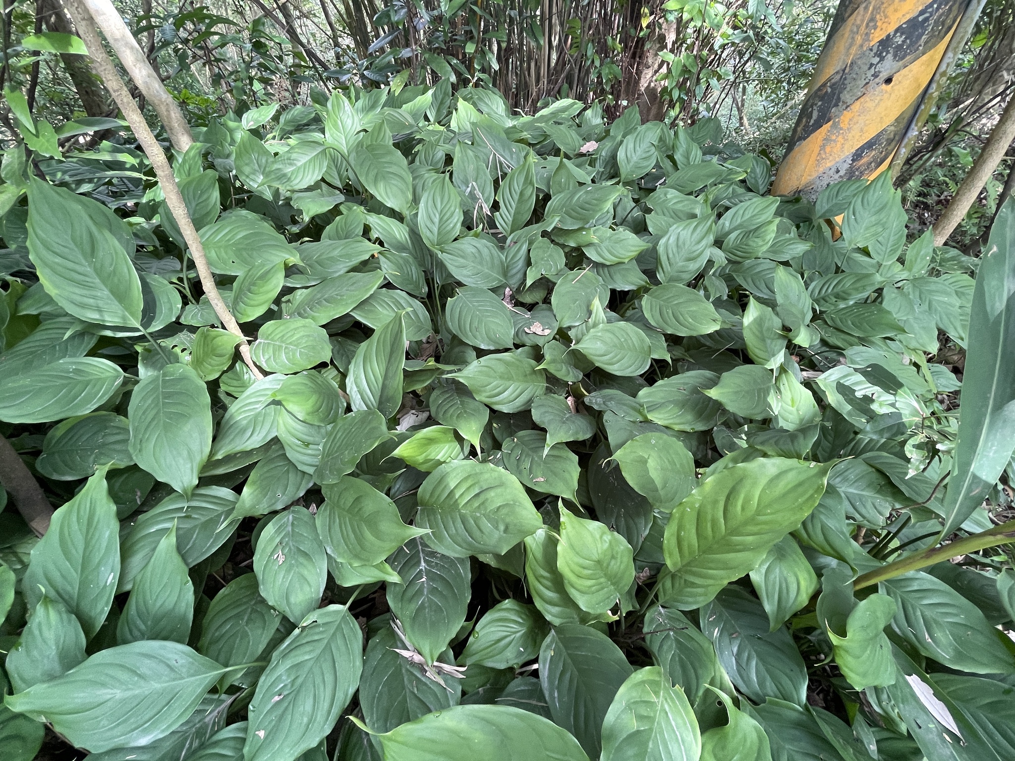 Dense clump of silver-marked Aglaonema foliage