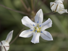 Triteleia lilacina