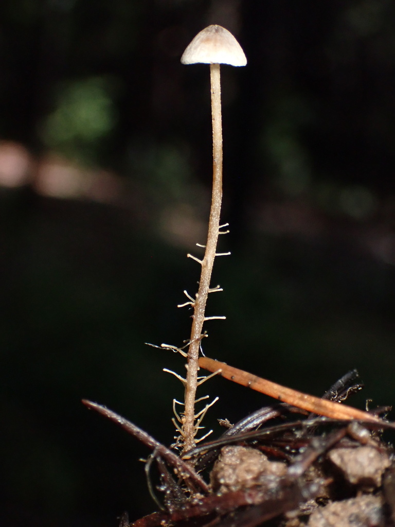 Dendrocollybia racemosa · November 2025 · photo: © chilipossum (iNaturalist, cc-by)