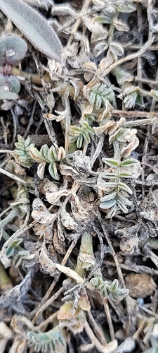 Bastard Milkvetch (Astragalus tegetarioides)