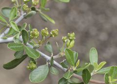 Ceanothus cuneatus cuneatus