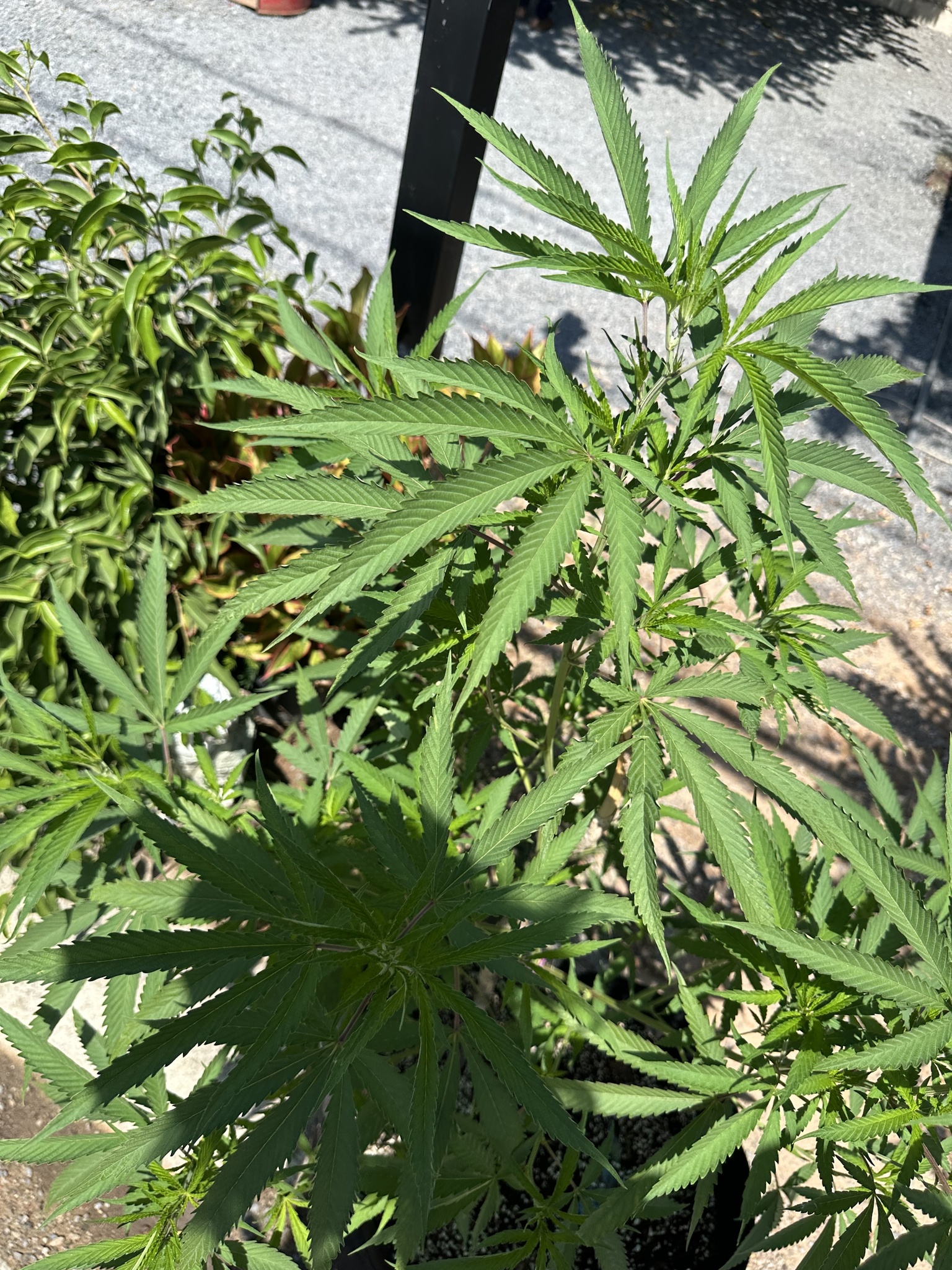 Imagem de Maconha