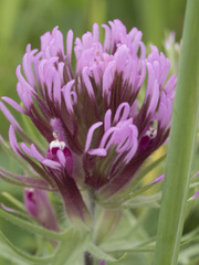 Castilleja exserta exserta