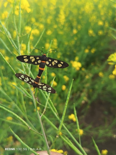 Seven-spotted Handmaiden Moth