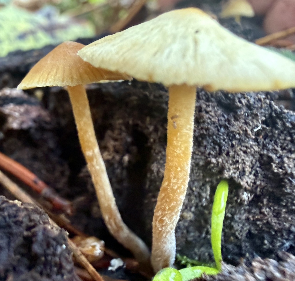 Bolbitius titubans · January 2026 · photo: © hllrnnr (iNaturalist, cc0)