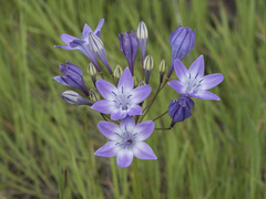 Triteleia bridgesii