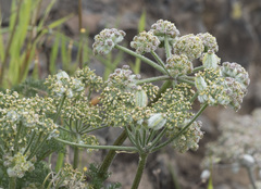 Lomatium dasycarpum tomentosum